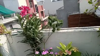 My Simple Garden is live!
