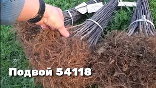 Brought apple tree rootstock