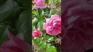 Ах эти 🌹🌹🌹#розывсаду #КельнерФлора