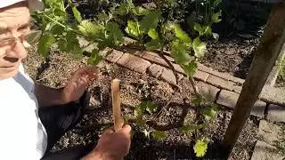 Выломка зеленых побегов на кустах винограда, нормирование нагрузки побегами