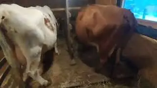 @деревенская жизнь У меня сегодня праздник!!! #новости #третья корова