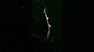 pike fouetté щука фуэте