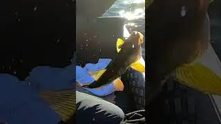 Посмотрите какой красавчик!  #рыбалкавкарелии