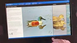 Nature Kiosk - Big 6 Birds