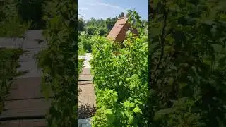 🌳🏠Наш участок 🌺🌿🌸🌹🌿