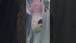 Designs of Instinct: Weaver's Masterpieces 🏡🕊️ 