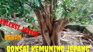 Koleksi Joss, Bonsai Kemuning Jepang