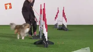 Agility handling technique - Whisky Cross