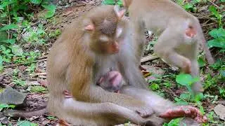 So very sa-d 😢, Mother monkey bloc-king milk, Sa-dness video #monkey #animal #fyp #foryou #fb #video