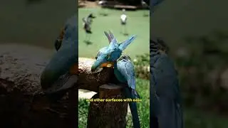 A bird can imitate people's voices? #shorts