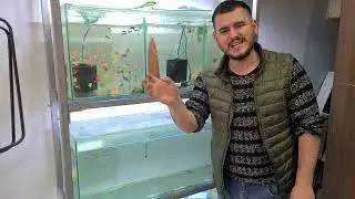 akvaryuma yeni baliklar aldım