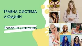 Травна система людини. Травлення у кишечнику.