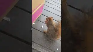 Squirrel at our balcony