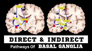 Basal Ganglia | Direct and Indirect Pathway | CjMeds |