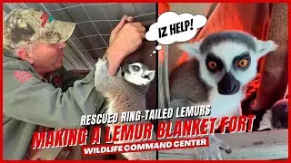 Ultimate Lemur Blanket Fort | Wildlife Command Center