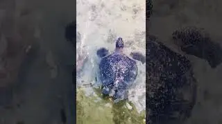 Sea turtle foraging. 