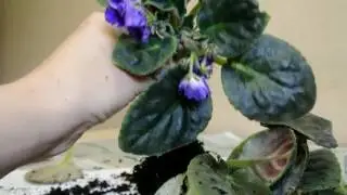 Пересадка цветущей фиалки Transplant violets blooming