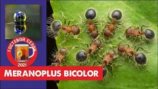 Муравьи Meranoplus bicolor Гостевой СЕЗОН!