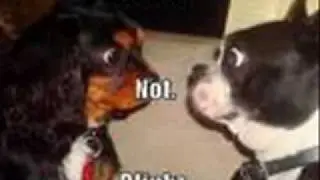 loldogs
