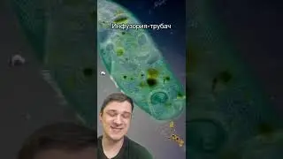 Инфузория-трубач | SMITUP | 