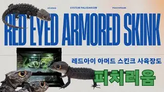 정글을 그대로 가져왔다 ! 근데 관리가 어렵나?  아니다 ! 쉽게 접근한 관리형 정글 사육장  피치리움 시스템 팔루다리움 레드아이 아머드 스킨크들에게 행복한 하루하루를 선물해주자