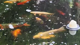 Сонце в ліхтарі.