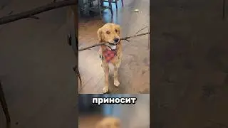 Why do dogs love sticks so much?