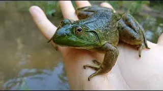 American bullfrog (Lithobates catesbeianus)
