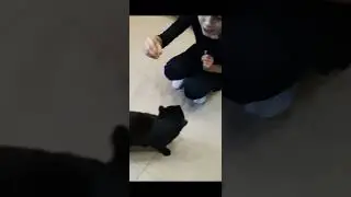 Тедди принёс репейник. 