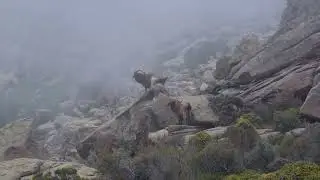 Bergziegen, Capu d'Orto,  Corse
