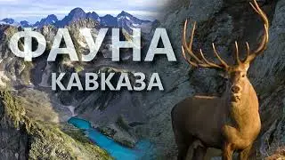 Фауна Кавказа