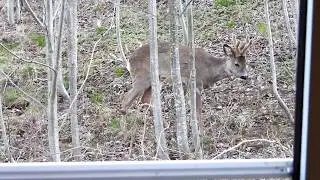 Nothing unusual - just a deer in front of my window %)