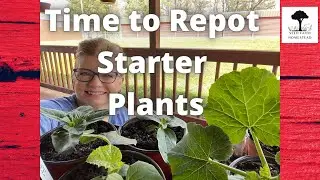 Repotting My Plants Using Miracle Grow Soil