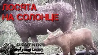 Лосинный детский сад на СОЛОНЦЕ