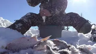 МОХТИК, СОРОГА КЛЮЁТ КАК С ПУЛЕМЕТА.!🐬 ИСПЫТАЛ НОВУЮ БЕСКИВКОВУЮ УДОЧКУ🎣 СУПЕР👍РЫБАЛКА 2024 г.
