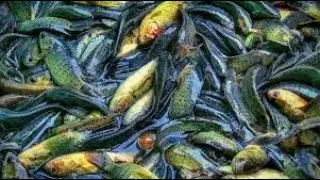 Fish in lake  ចាប់ត្រី