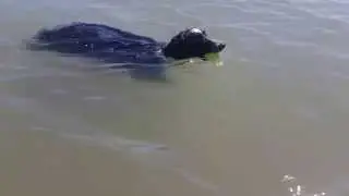 Oscar Swims
