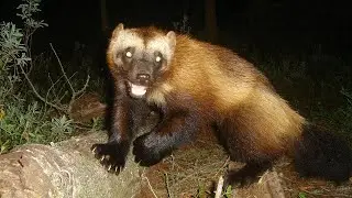 WOLVERINE IS IN ACTION! Wolverine vs Wolf Dogs Cougars Deer and even a Bear