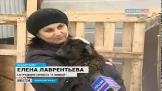 Волонтеры приютили ягненка из заброшенного поселка Роза/Россия1 Южный Урал