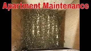 50 Year Old Apartment Building Keeps Catching Bees