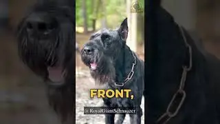 Here's What You Might Not Know About Giant Schnauzers #giantschnauzer #schnauzer #puppy #shorts