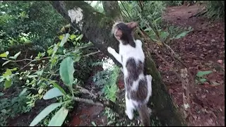 Cute Kitten climbing a tree