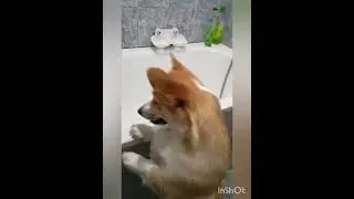 пошли мыть попу?!