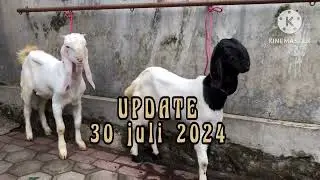 REVIEW HARGA ETAWA SENDURO || UPDATE 🔥30  JULI 2024🔥||@Etawasendurochannel