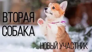 ВТОРАЯ СОБАКА!😱Новый Корги На Канале🔥🔥🔥Щенок Честер / мы вернулись 💛