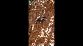 Bat Out During Day