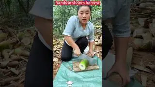 Bamboo shoot planting and harvest strategy: Fast Cutting, fresh crisp sweet竹筍種植與收成全攻略：快速切割，一削即好，鮮嫩脆甜