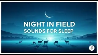 Night in Field Cricket Sounds for Sleep
