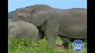 The largest land mammal on the planet: the story of the African Elephant (FULL DOCUMENTARY)