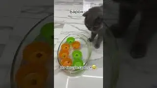 Сразу видно, кто умнее😂